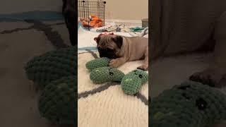 Puppy takes over during mom's lunch break #pugpuppy #pugs #fok #puglife #wfhlife