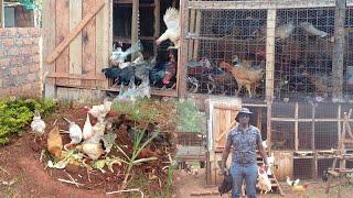 Sustainable Chicken Farming 101: Your Ultimate Self-Sufficiency Guide