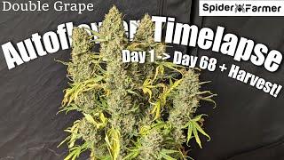 Timelapse - Seed to Harvest 118g Dry - Double Grape Autoflower - Spiderfarmer SF4000