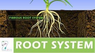 ROOT SYSTEM