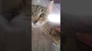 queen coyote kitten