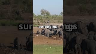 Elephant are so humble  #viral #elephant #jungle #animals #love