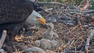 Jackie up and chick bonk each other | Big Bear Bald Eagle | Mar 11, 2025