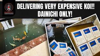 DELIVERING VERY EXPENSIVE KOI! DAINICHI ONLY!