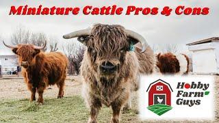 The Pros & Con of Raising Miniature Cattle