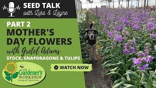 Seed Talk #36 - Mother's Day Flowers, Part 2 - Stock, Snapdragons & Tulips with Gretel Adams