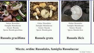 Micete, ordine Russulales, famiglia Russulaceae lactarius minor featuring solaris americana fungus