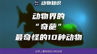 世界上最奇怪的10种动物！动物界的“奇葩”！