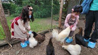 【北投-隨野家】食農教育x親子活動！餵雞、撿雞蛋、體驗當格子籠母雞(媞6Y1M8D、喬4Y7M8D)