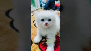 Blue eys white kittens available #youtubeshorts #shorts #persiancat