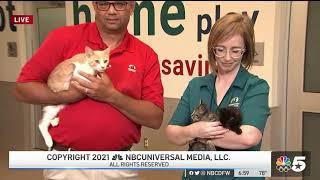 Kitten Cam with Operation Kindness (KXAS NBC 5) 8/23/21