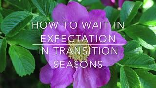How to Wait Expectantly in Transition Seasons/A Word of Encouragement/ Ruth Camlin Teaching/