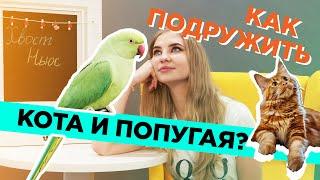 Как подружить кота и попугая?