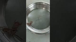 World war - 3 between Centipede , scorpion and Snake baby!  #news #latestnews