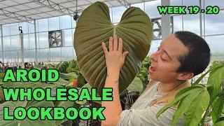 Aroid Greenhouses Wholesale Look Book | Week 19 & 20 | Plant Availability List