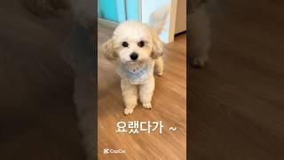 요랬는데~ 요랬다가~ 요래됐습니당~ ️ 강아지 미용 전, 후  #cutedog #adorable #dogfunny #puppy #귀여운강아지 @하이배추tv