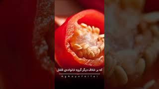 نکات مهم در صادرات فلفل دلمه رنگی به روسیه