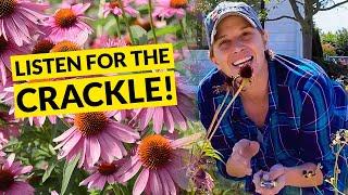 How to collect and store coneflower seeds