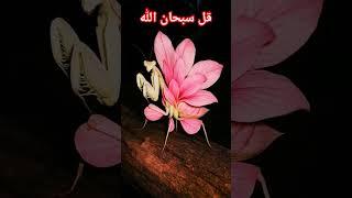من عجائب خلقه فرس النبي او السرعوف