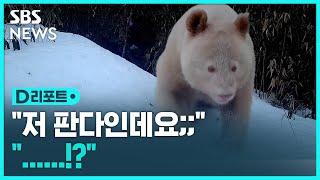 '이것은 마치 북극곰!?'…희귀종 흰색 대왕 판다 / SBS / #D리포트