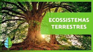 ECOSSISTEMAS TERRESTRES: Características e TIPOS ️️