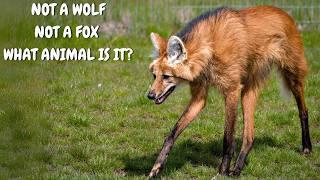 The Enigmatic Maned Wolf Facts: Nature's Unique Canine