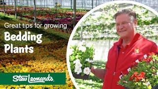 Colorful Bedding Plants | Easy to Grow