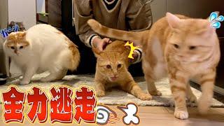 【無限鬼ごっこ】爪切り嫌いの猫たちが家の中を大暴走して大変なことに...！？