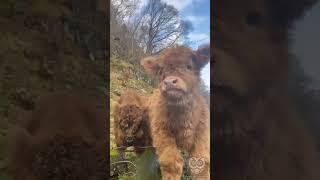 Какие красивые малыши-крепыши!