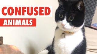 Confused Animals | Funny Pet Video Compilation