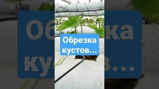 Обрезка кустов клубники после плодоношения. Летняя обрезка клубники. Клубника. Обрезка и уход.