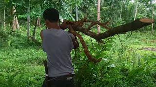 Joebert asor | MADALIANG PAG KUHA NG MGA ORDER | RED ALINGATONG ROOTS | ALINGATONG TREE IN PERSONAL
