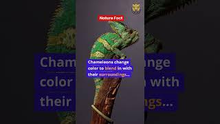 Chameleons Masters of Color for Survival and Expression | The Animal Explorer #shorts