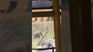 Elephant crossing  muthanga wildlife Sanctuary #muthanga #elephant #aanapremi #aanachandam #trip