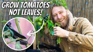 How to PRUNE + POLLINATE Any Tomato Plant | The Most Effective Strategies