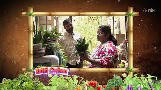 Perati Ruchulu | పెరటి రుచులు | Fri - Sat 12.00 PM | 14th  March 2025 | Latest Promo