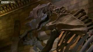 Giant Ground Sloth - Museum of Life - BBC