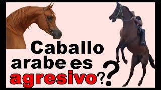 The whole truth about the Arabian horse What you do not know about this breed of horse.