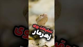 زهر مار …