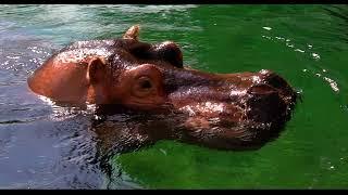 Cincinnati Zoo & Botanical Garden Local Conservation