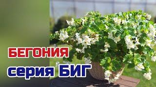 Бегония серия Биг белая.  Кусты гигантских размеров.