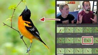 Bird Photography Tutorial | How To Select YOUR BEST photos