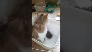 Кот Ёжик