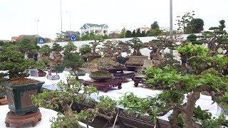 Triển lãm cây cảnh Hải Dương, bonsai thực sự là nhiều thể loại, đẹp mỹ mãn - bonsai exhibition