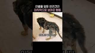 이별을앞둔 반려견이 마지막으로 보여준 행동