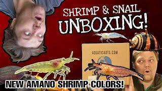 BRAND NEW Amano Shrimp Color Morphs Just Landed in America! Let's Check em' Out!