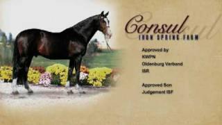 Dressage and Jumping Stallion, Consul at Iron Spring Farm