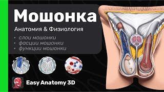 Мошонка: Анатомия & Физиология | Easy Anatomy