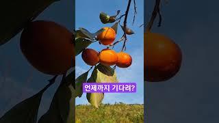 홍시를 언제까지 기다려? #shorts #자연인광현이