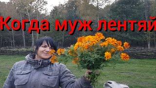 Жена работает , а муж ничего не делает . Сбор красноголовиков поздней осенью.